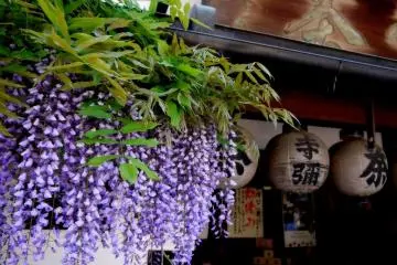 Wisteria in Uji