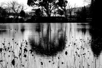Kyoto's Osawa-no-ike Pond in B&W