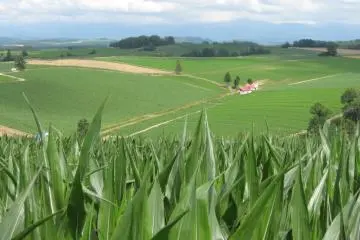 Furano: Story of Potatoes & Tulips