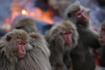 Nihonzaru, Japanese monkeys at Monkey Park (Photo: Inuyama City)