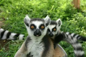 the popular Madigascan Lemurs (Photo: Inuyama City)