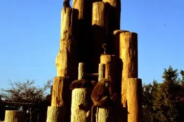 Monkey Park brings people and their ancestors closer together (Photo: Inuyama City)
