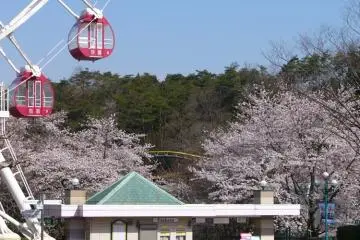 Cherry Blossom at Monkey Park (Photo: Inuyama City)
