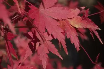 Fall at Entsuin Garden