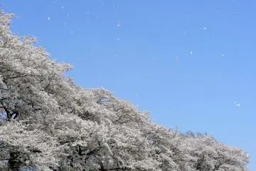 Sewari Zutsumi Cherry Blossoms