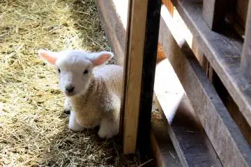 A Day at Makaino Farm in Fujinomiya