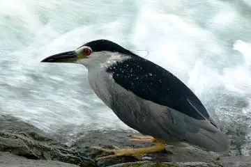 Many species of Herons, like the Night Heron can be found in Kyoto. (Photo: <a href="http://www.flickr.com/photos/39776840@N00/1346300145/in/photolist-33Y98t-4fp15V-4kx1xk-4Enswb-4EEEVW-4MqhYU-4TF7oF-4TKkrC-4VCq64-4ZbNAp-58QCbc-5eC44U-5NveAA-63xM6F-6iYNws-6iYNLA-6DWZqU-6ECU32-6EH3XJ-6EH5gj-6EH5jy-6PdTXp-7j3dYA-7jQjqk-7jQjtx-7jUd5U-9NL7BD-" target="_blank" rel="noreferrer noopener nofollow">Kuribo</a>)