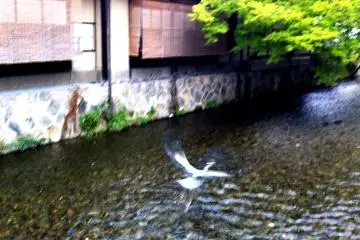 Birdwatching on the Kamogawa