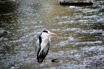 Herons of all shapes and sizes can be seen in the rivers and streams near the Kamogawa in Kyoto (Photo: <a href="http://en.japantravel.com/photos/snow-at-daigo-temple" target="_blank" rel="noreferrer noopener nofollow">Cathy Cawood</a>)