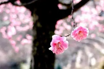 Plum Blossom at Ishiyamadera