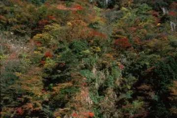 The crystal clear waters and autumn colors of Kaochidani (Photo: Mie Prefecture)