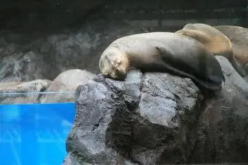 Enjoying the sunshine and a snooze by the pool... (Photo: PPF)