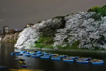 Chidorigafuchi Cherry Blossoms