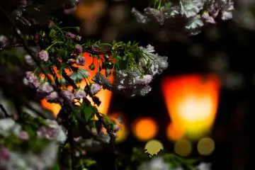 Sakura at the Osaka Mint  