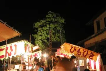 The Big spruce behind the shrine (Photo: <a href="http://www.kashimo.net/ogo/namekujimatsuri.html" target="_blank" rel="noreferrer noopener nofollow">kashimo.net</a>)