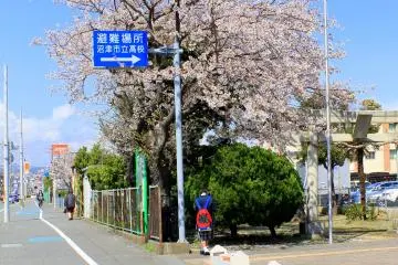 Along the road, within the compound of a school, this Cherry Blossom tree stands proud and captivating. (Photo: Tyra 'nell Pille)