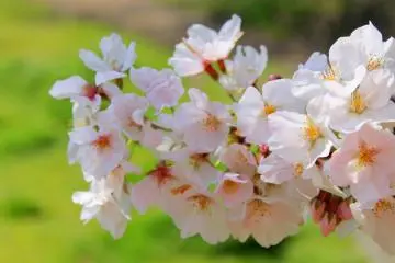 Enjoying Numazu's Cherry Blossoms
