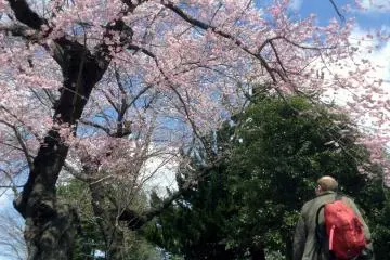 Tsutsujigaoka Park with cherry blossoms. (Photo: Justin Velgus / JT)