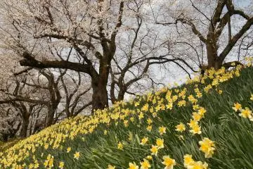 Daytime Ohanami on Asuwa Riverbank 