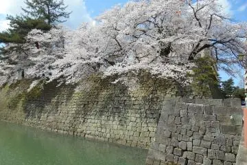 Daytime Ohanami at Fukui Castle