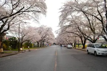 Beautiful, Overlooked Sakura Spots