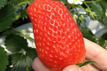 All Hail The Strawberry King!