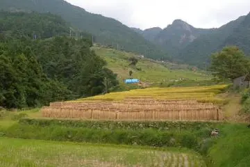 Rice stalks drying over tent like poles below the Senmaida rice paddies (Photo: urbaning)