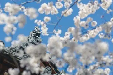 Cherry Blossoms at Zojoji Temple