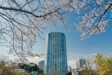 Cherry Blossoms around Shibakoen