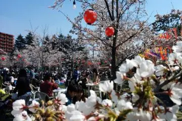 Cherry Blossoms in Sendai Nishikoen