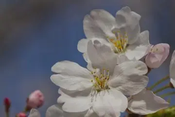 Hanami at the Fukuoka Castle Ruins