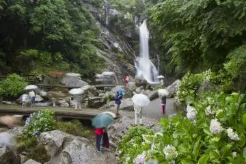 Hydrangeas at Mikaeri Falls