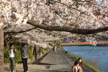 Hanami Hotspots on the Keihan Line