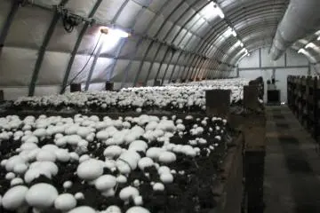 Mitsukura Mushrooms in Ushimado