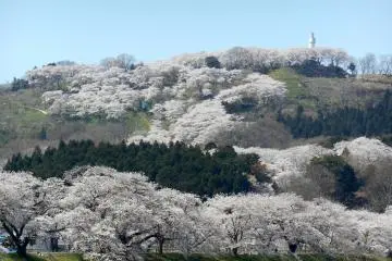 Shibata Sakura Festa - Riverbank