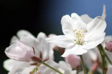 Sakura at Maizuru Park