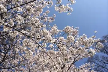 Sakura with blue sky (Photo: Marcella)