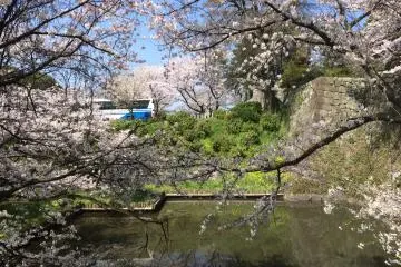 Sakura tree in front of the castle (Photo: Marcella)