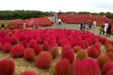 Hitachi Seaside Park (Photo: <a href="https://en.japantravel.com/profile/yu-nakao/213" target="_blank" rel="noreferrer noopener nofollow">Yu Nakao</a> / JT)