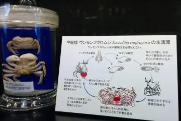 Meguro Parasitological Museum