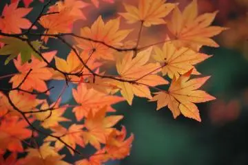 Koyasan: Heart of Shingon Buddhism