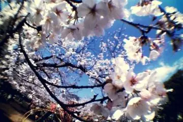 Hanami in Hiroshima City (Photo: <a href="http://www.gethiroshima.com" target="_blank" rel="noreferrer noopener nofollow">GetHiroshima</a>)