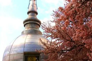 Hanami in Hiroshima City (Photo: <a href="http://www.gethiroshima.com" target="_blank" rel="noreferrer noopener nofollow">GetHiroshima</a>)