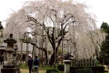 Strolling Mt. Asuwa in Fukui