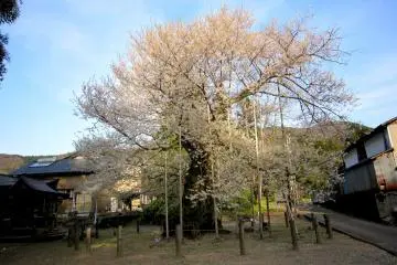 Old Sakura in Onaga Valley, Fukui