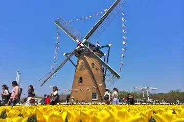 Sakura Tulip Festa di Chiba 2027