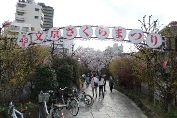 Bunkyo Cherry Blossom Festival 2027