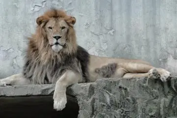 Lion (Photo: <a href="http://www.flickr.com/photos/gethiroshima/" target="_blank" rel="noreferrer noopener nofollow">gethiroshima.com</a>)