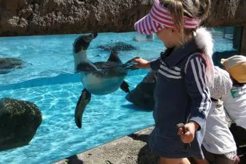penguins (Photo: <a href="http://www.flickr.com/photos/gethiroshima/" target="_blank" rel="noreferrer noopener nofollow">gethiroshima.com</a>)