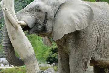 elephant (Photo: <a href="http://www.flickr.com/photos/gethiroshima/" target="_blank" rel="noreferrer noopener nofollow">gethiroshima.com</a>)